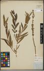 Foto von Salix purpurea L. x Salix viminalis L.